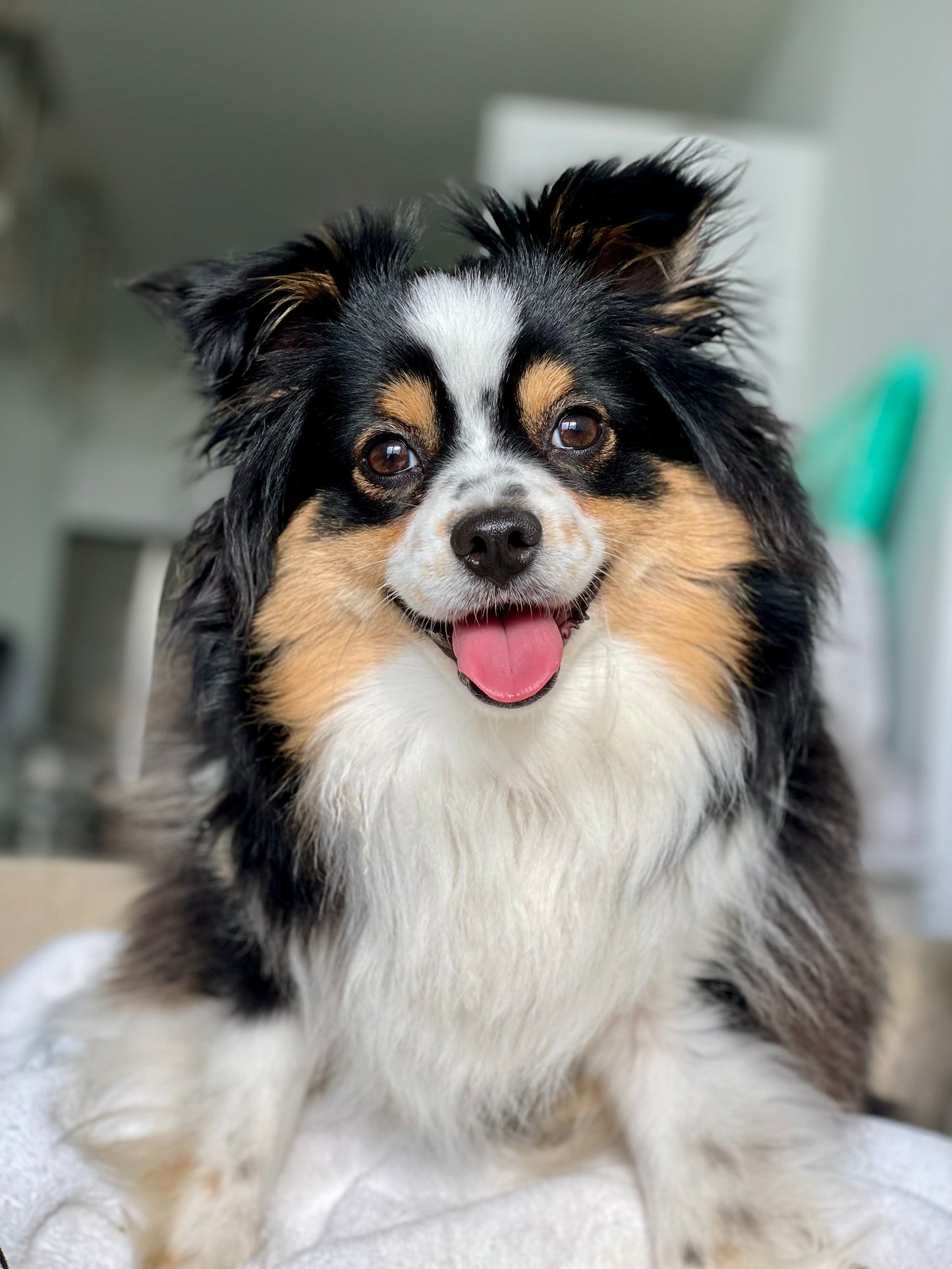 Snow to Sand: The Adventures of Denver the Traveling Dog by Nathalie Rader